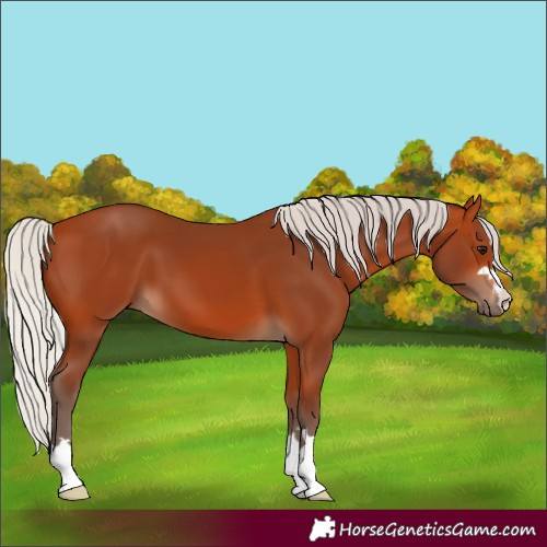Horse Color:Silver Bay 