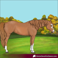 Horse Color:Chestnut 