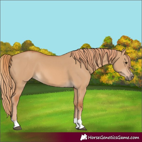 Horse Color:Red Dun 