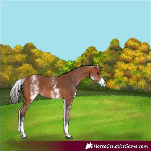 Horse Color:White Spotted Bay