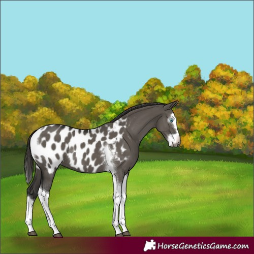 Horse Color:Unknown 