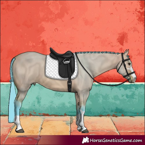 Horse Color:Watercolor Bay Dun 
