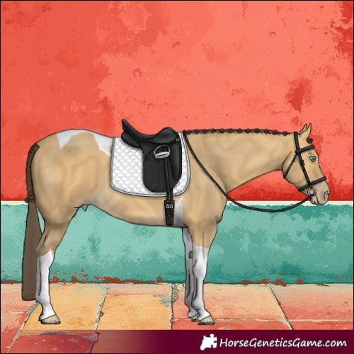 Horse Color:Amber Cream Champagne Tobiano 