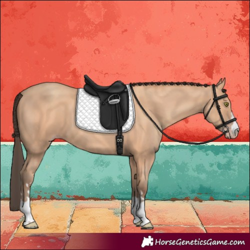 Horse Color:Amber Champagne 