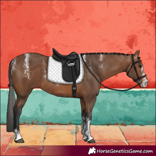 Horse Color:Powder White Bay 