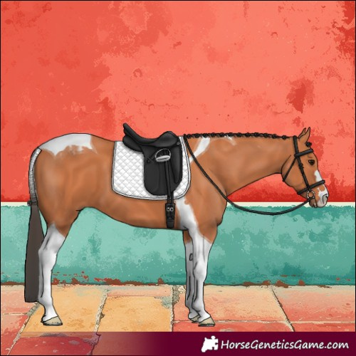 Horse Color:Bay Tobiano 