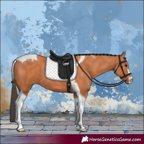 Horse Color:Bay Tobiano 
