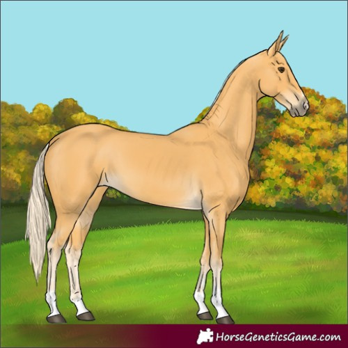 Horse Color:Palomino