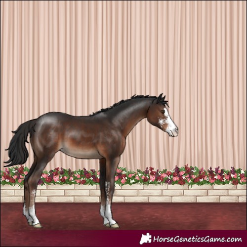 Horse Color:Liver Chestnut Sabino 