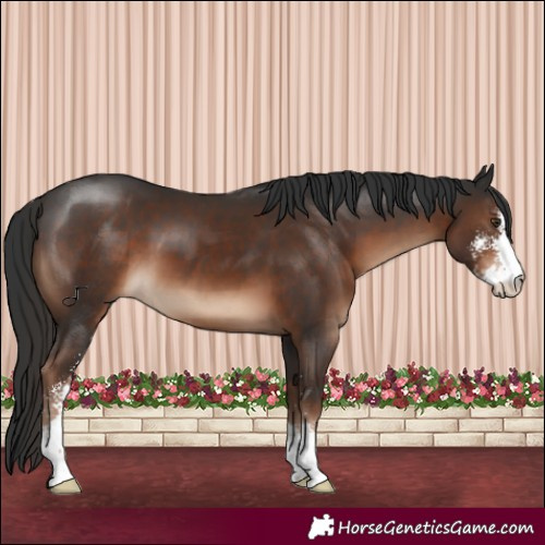 Horse Color:Liver Chestnut Sabino 