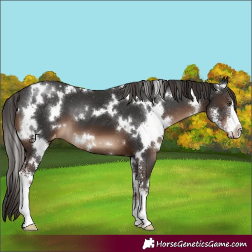 Horse Color:White Spotted Liver Chestnut Sabino Appaloosa 