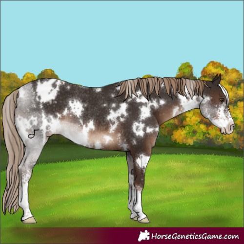 Horse Color:White Spotted Liver Chestnut Sabino Appaloosa Rabicano