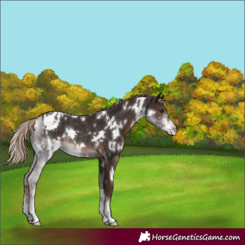 Horse Color:White Spotted Liver Chestnut Sabino Appaloosa Rabicano 