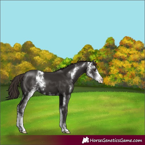 Horse Color:Liver Chestnut Sabino 