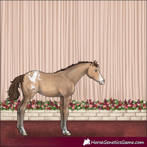 Horse Color:Amber Champagne Sabino Tobiano Appaloosa