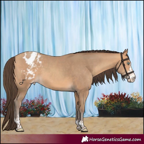 Horse Color:Amber Champagne Sabino Tobiano Appaloosa