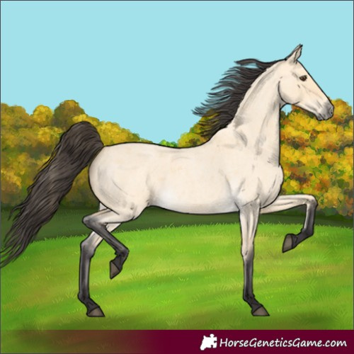 Horse Color:Buckskin Roan Dun 