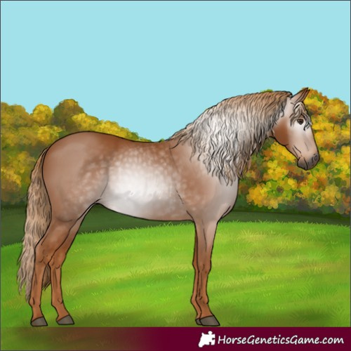 Horse Color:Gray Chestnut 