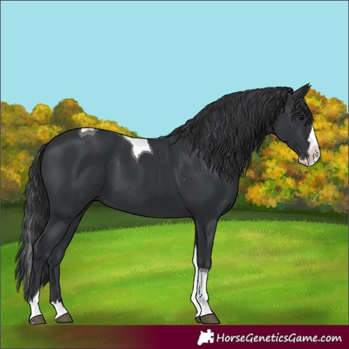 Horse Color:Black Splash Tobiano