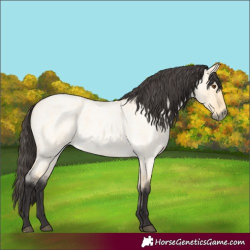 Horse Color:Buckskin Roan Dun 