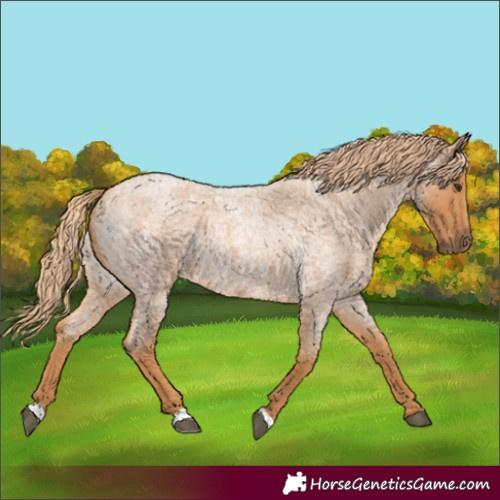Horse Color:Red Roan