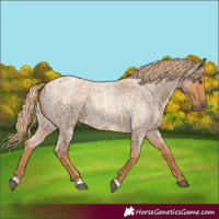 Horse Color:Red Roan 