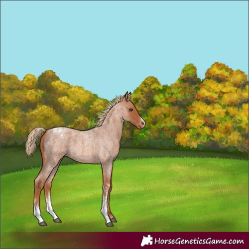 Horse Color:Red Roan Sabino Appaloosa