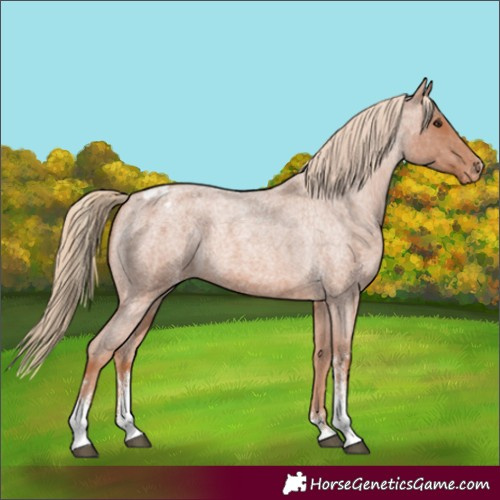 Horse Color:Red Roan Sabino Appaloosa 
