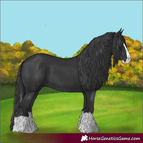 Horse Color:Black Splash