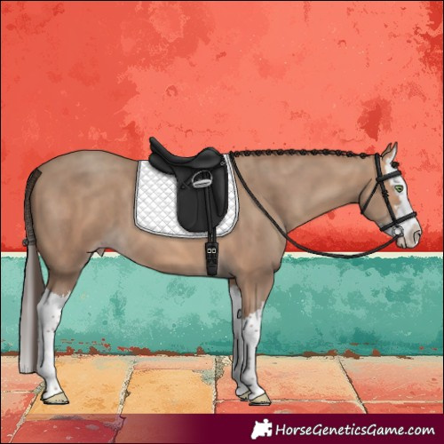 Horse Color:Sable Champagne Splash 