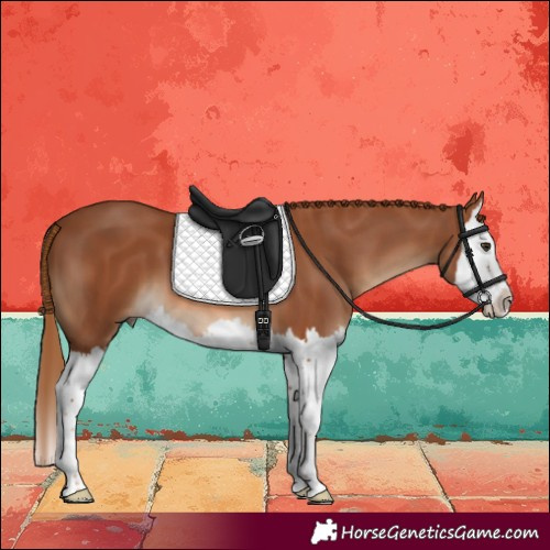 Horse Color:Chestnut Splash 