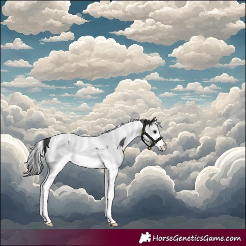 Horse Color:Black Splash Tobiano Appaloosa