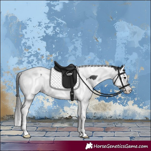 Horse Color:Black Splash Tobiano Appaloosa 