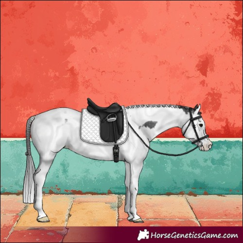 Horse Color:Black Splash Tobiano Blanket 