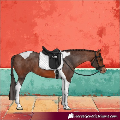 Horse Color:Bay Tobiano Varnish 