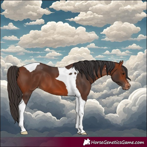 Horse Color:Bay Tobiano Appaloosa