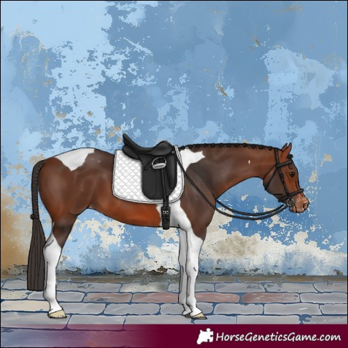 Horse Color:Bay Tobiano Appaloosa 