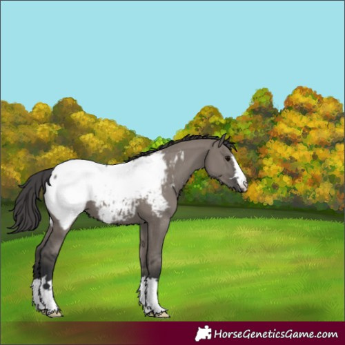 Horse Color:Grullo Appaloosa 