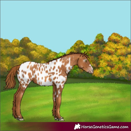 Horse Color:Gray Gold Champagne Appaloosa