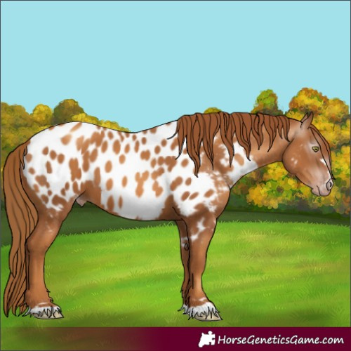 Horse Color:Gray Gold Champagne Near Leopard