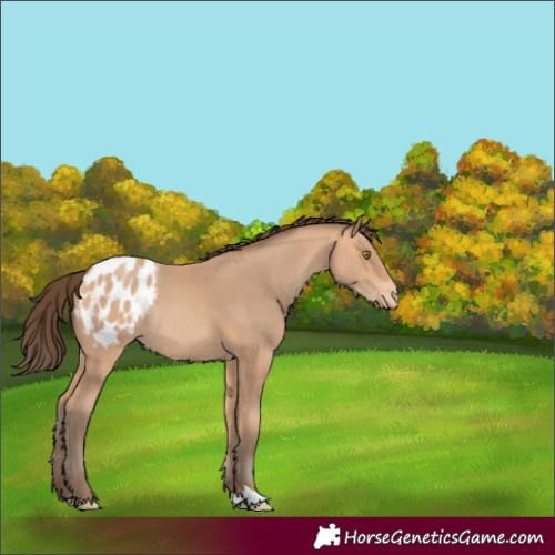 Horse Color:Amber Champagne Appaloosa Rabicano