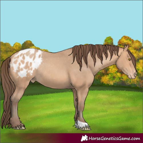 Horse Color:Amber Champagne Varnish Rabicano 