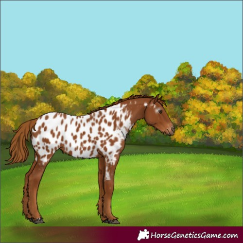 Horse Color:Gray Chestnut Appaloosa Rabicano 