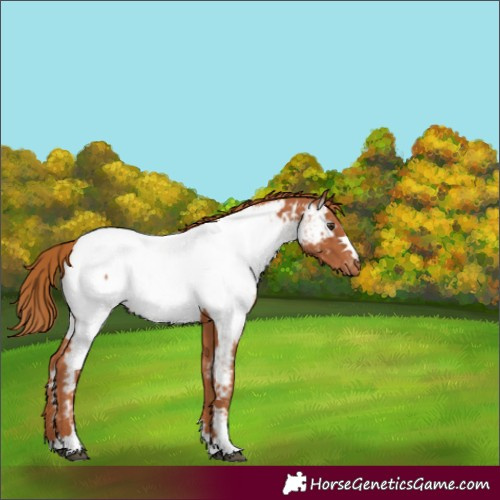 Horse Color:Chestnut Appaloosa 