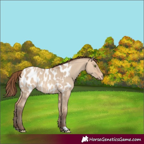 Horse Color:Amber Champagne Dun Appaloosa Rabicano 