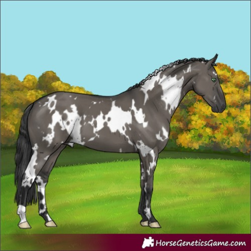 Horse Color:Unknown 