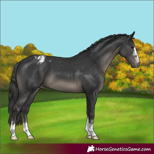 Horse Color:Unknown 
