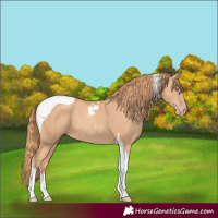 Horse Color:Gold Champagne Tobiano 