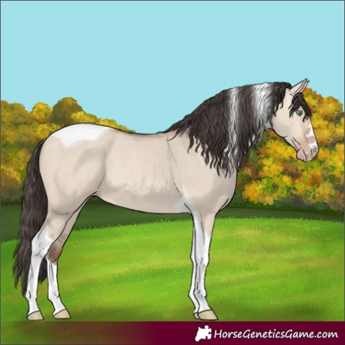 Horse Color:Amber Champagne Dun Tobiano