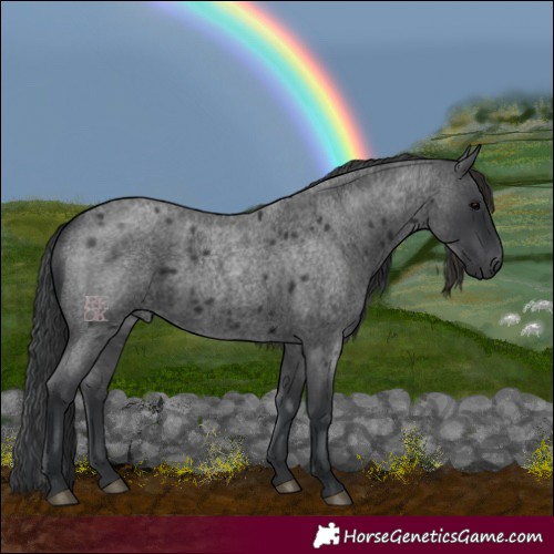 Horse Color:Blue Roan